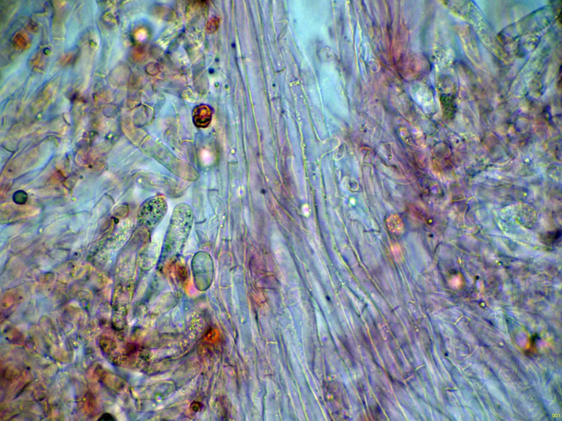 Microscopía de Ramariopsis kunzei - 10 - Hifas subhimeniales-001